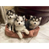 Cachorros Pomsky Muy Bonitos.