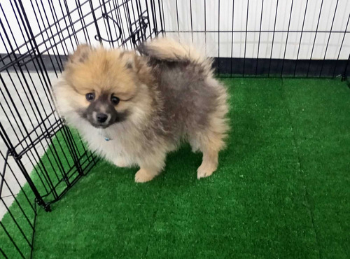 Pomerania Macho 