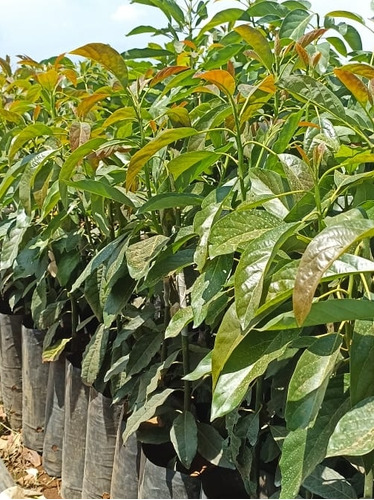 Plantas De Aguacate, Naranja, Higo Y Toronja 