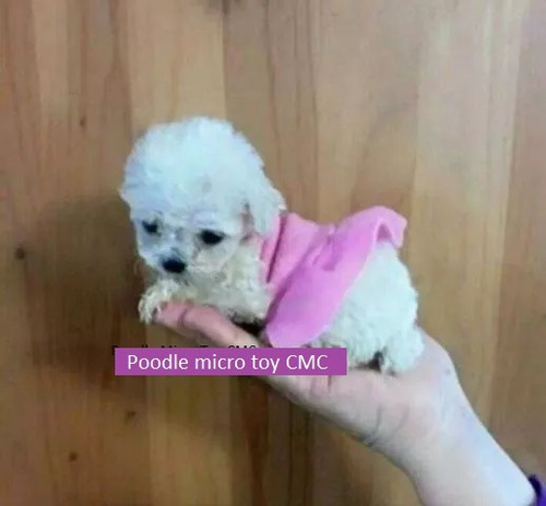 Poodle Micro Toy 