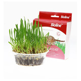 Bioline Kit Completo Cat Grass - Kit Siembra Hierba Gatera