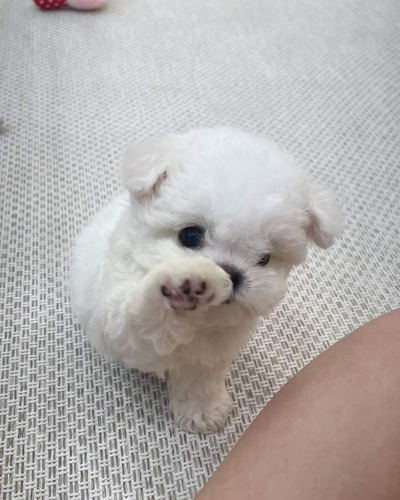 Cachorros French Poodle De Bolsillo