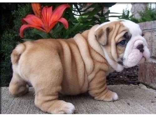 Cachorros Bulldog Ingles Perrito Bull Dog Puppy Cachorrito