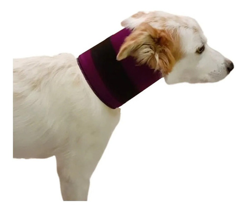 Collar Isabelino Recto Rigido Para Perros Y Gatos Talle Toy