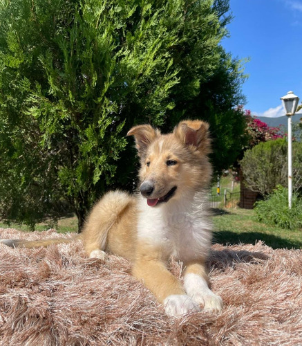 Cachorro Pastor Collie Cali, Med Animal Pets Colombia 