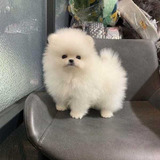 Pomerania Cachorros Super Calidad