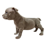 Cachorros American Bully Pocket 