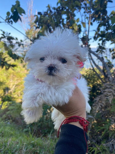 Cachorra Maltés Hembra Medellín Animal Pets Colombia 