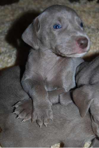 Estremecedorweimaraner Prestigio Línea Única