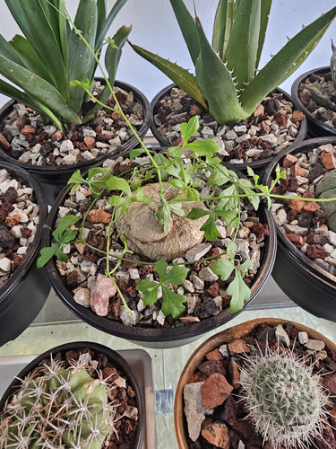 Plantas De Caudexibervilia Tenuisecta Y Sonorae 1500 Pesos