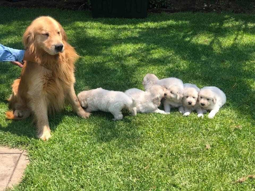 Golden Retriever Blancos