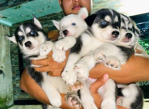 Hermosos Cachorritos Husky Siberiano 