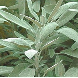 Semillas Salvia Medicinal Organicas Ideal Huerta Aromaticas