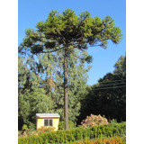 Araucaria Brasileña /  Angustifolia / Árbol Ornamental