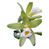 Orquídea Vanilla Chamissonis Kit 120 Mudas