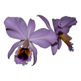 Orquidea Cattleya Percivaliana Coerulia X Coerulia