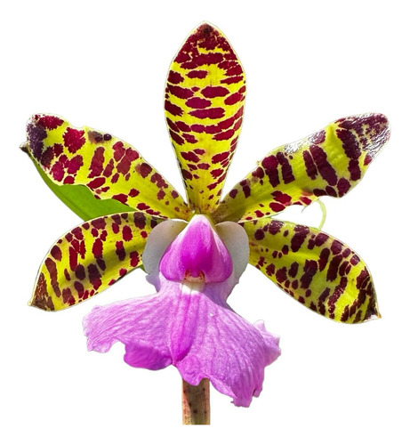 Orquídea Adulta '' Cattleya Aclandiae '' - Aroma E Beleza - 