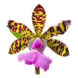 Orquídea Adulta '' Cattleya Aclandiae '' - Aroma E Beleza - 