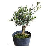 Bonsai De Oliveira Robusta 10 Anos Frutífera Fertilizada 