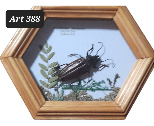 Insectos Argentinos Disecados Coleopteros.pieza Real.art 388
