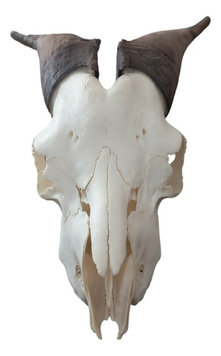 Cranio Natural De Bode / Trofeu