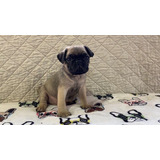 Cachorros Pug Miniatura