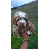 Perros Cockapoo Cachorros Exóticos Mascotas Puppy Pet Dog