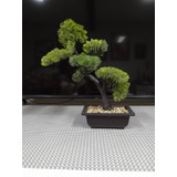 Bonsai Artificial Para Hogar Y Oficina