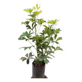 Aralia Scheflera 6lts Ideal Cerco Vivo (leer Consultar)