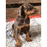 Perro Doberman Precio Especial