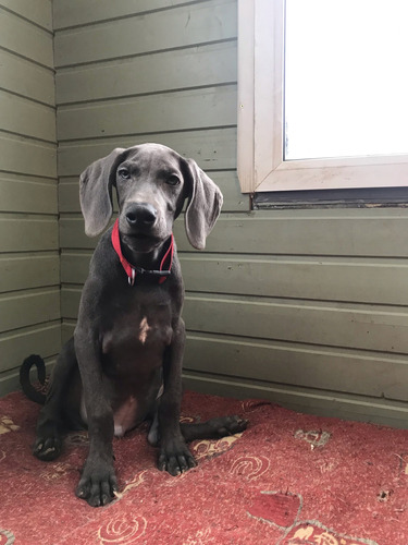 Delicioso Elegancia Weimaraner Mascotas Exclusivas