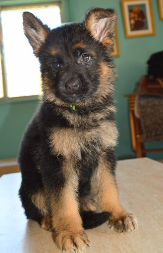 Cachorro Ovejero  Aleman