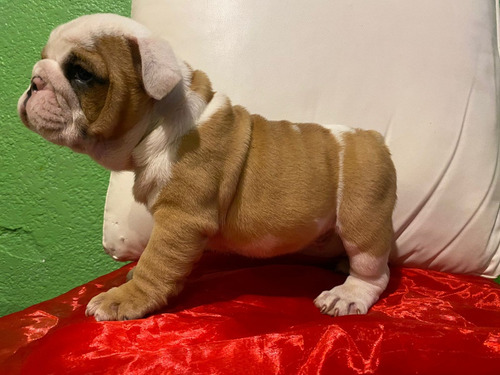 Cachorros Bulldog Inglés Tradicionales Macho