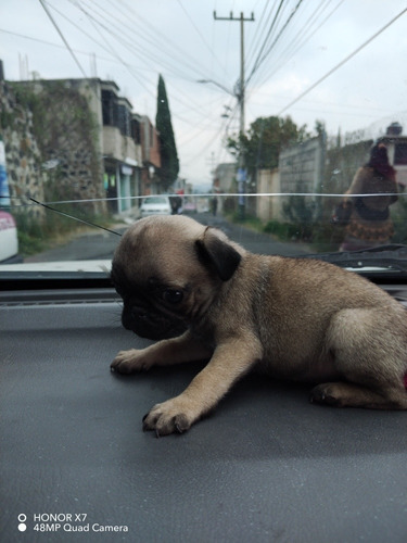 Perrito Pug