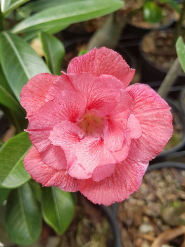 Adenium Rosa Del Desierto Coralito 