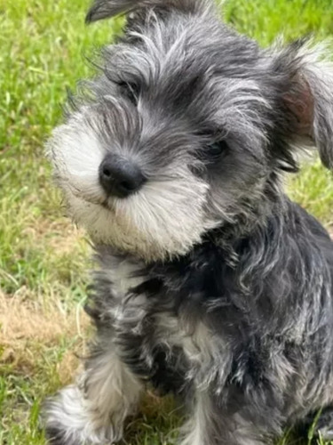 Schnauzer Link De Seña