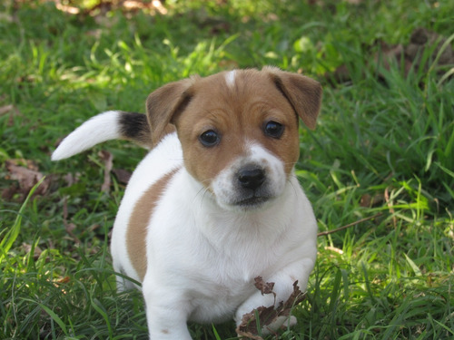  Jack Russell ( (seña)