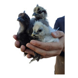 Pollitos Silkie 