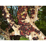 Árbol De Jaboticaba ( Plinia Cauliflora ) Más Semillas 