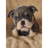 Bulldog Ingles Blue Tri  Exótico Macho Envíos Nacionales