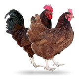 36 Huevos Rhode Island Red.