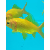 Goldfish Cometas Oro Peces Agua Fría Cometas Oro 8 Cm