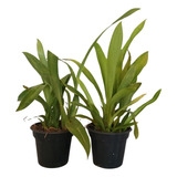 2 Orquídeas Oncidium Variadas Adultas Pote 15 Super Promoção