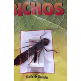 Bichos - Ninfa De Libelula   + Fascículo - Rba