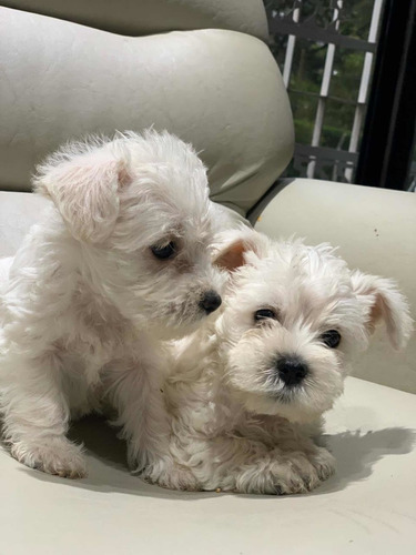 Schnauzer Miniatura Hembra Blanco Felicidad Lidia Sico