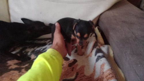 Pinscher Miniatura Filhotes Já Com Vacina 