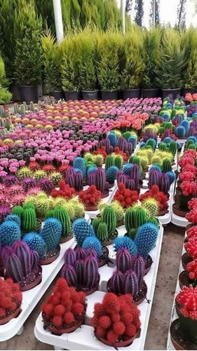 20 Semillas De Cactus Colors 