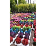 20 Semillas De Cactus Colors 