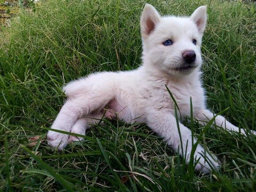 Cachorros Husky