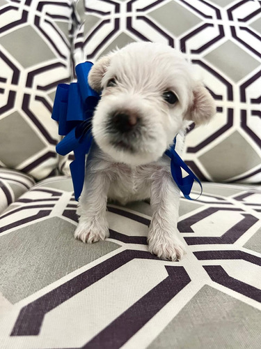 Cachorros Perros Schnauzer Hermosos 3 Hembras 3 Machos